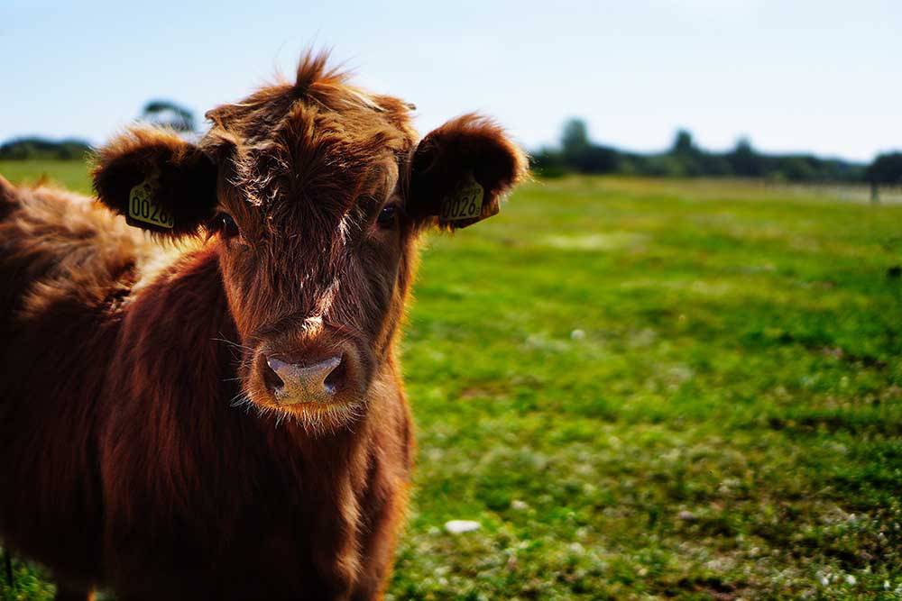 Mycoplasma Bovis