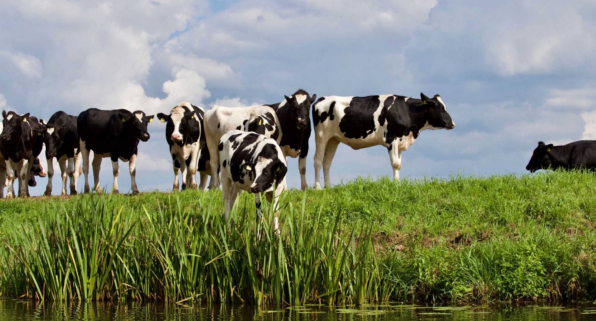 Cows on Farm