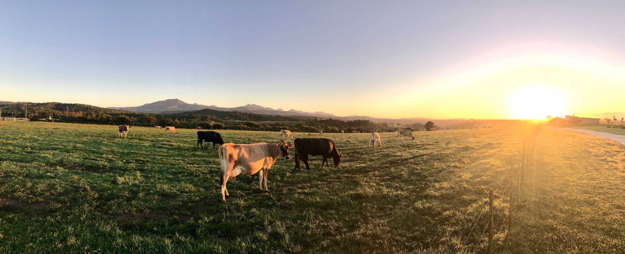 Cows on Farm