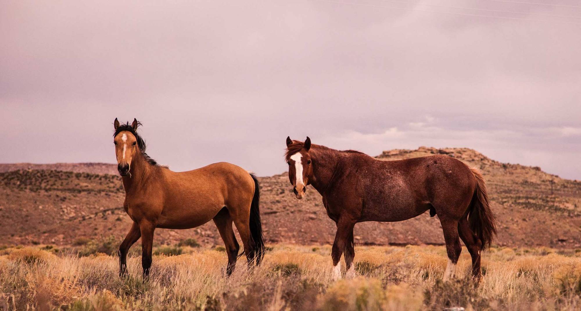 Horses with Mountain in the Background