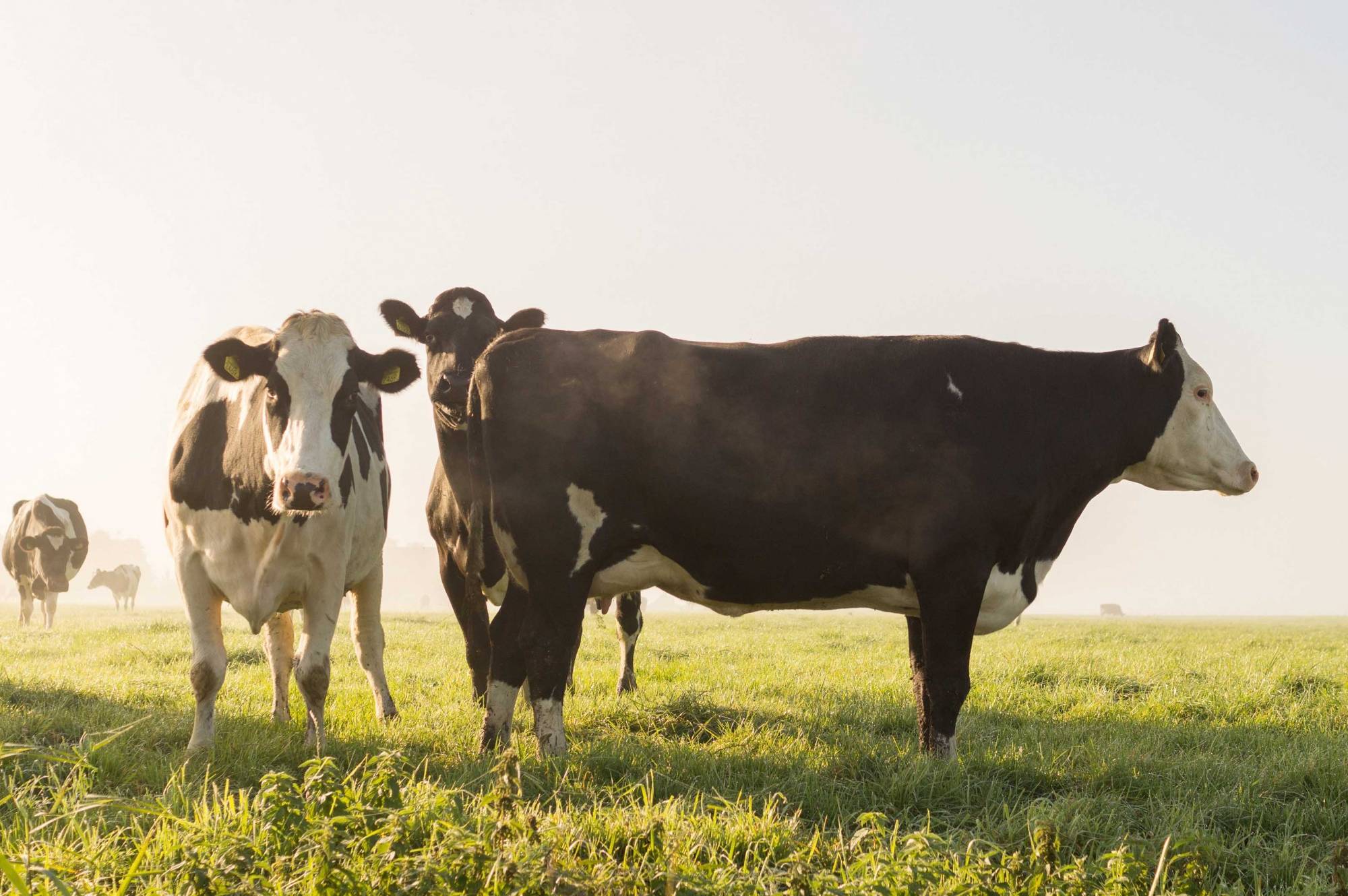 Cows on Farm