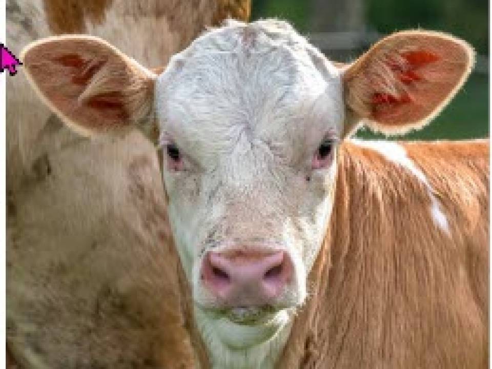 Beginners Guide to Calf Rearing