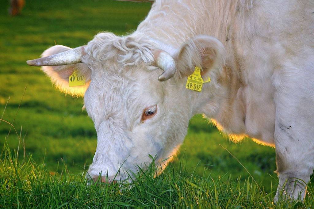 Growing your HEIFERS