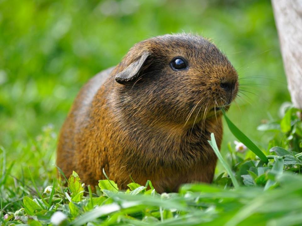 Guinea Pigs