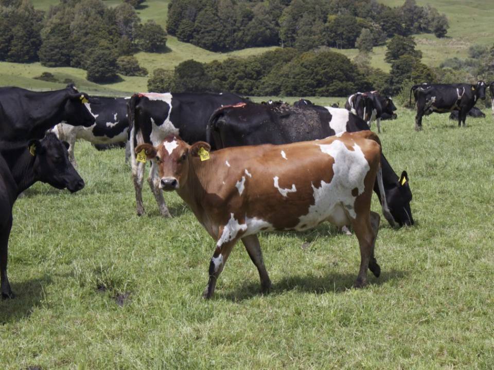 Dairy Herd Drenching