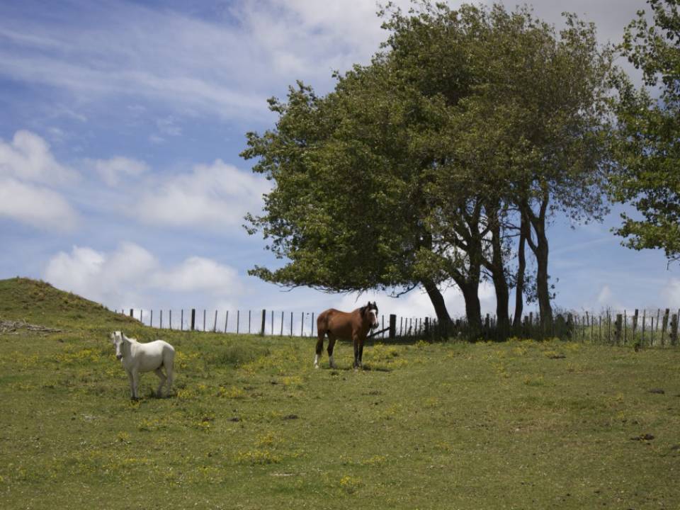 Senior Equine