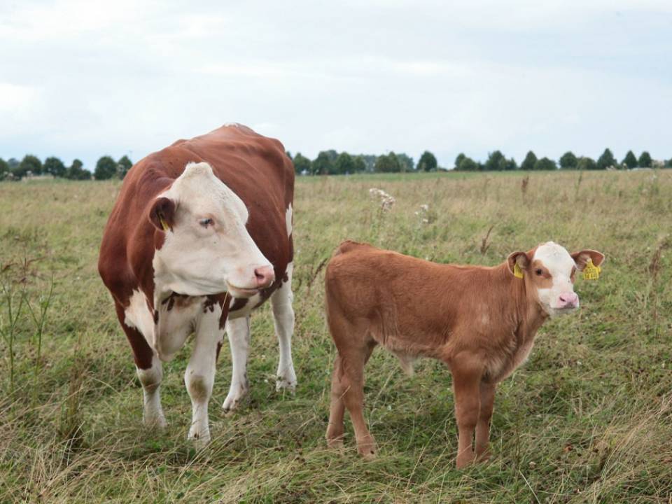 Weaner Calves