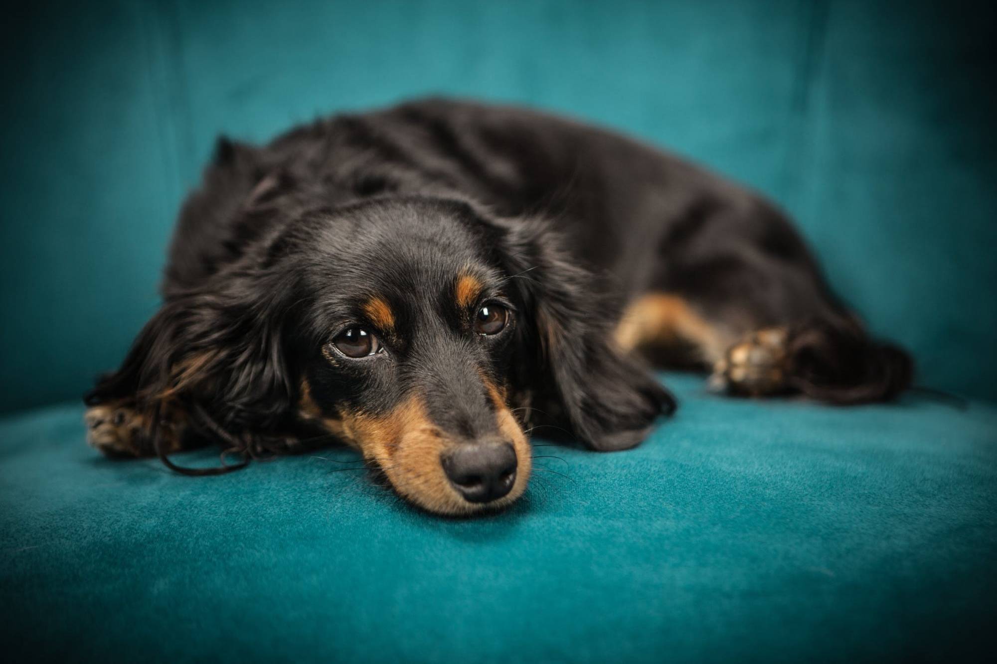 Dog on Chair