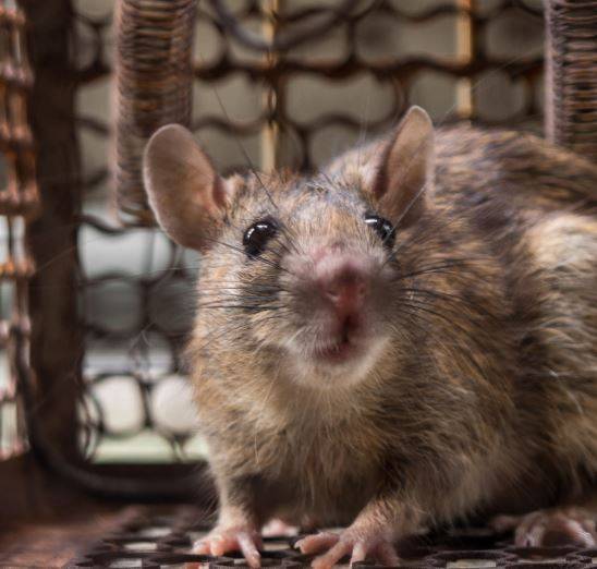 Rat Bait Poisoning