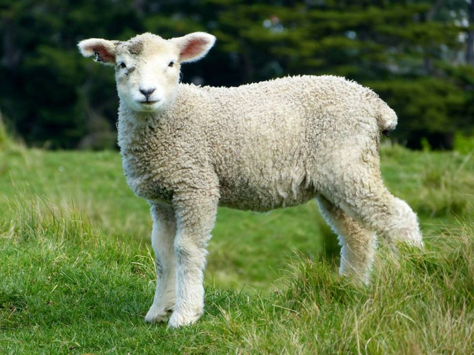 Vaccinating Ewes & Lambs