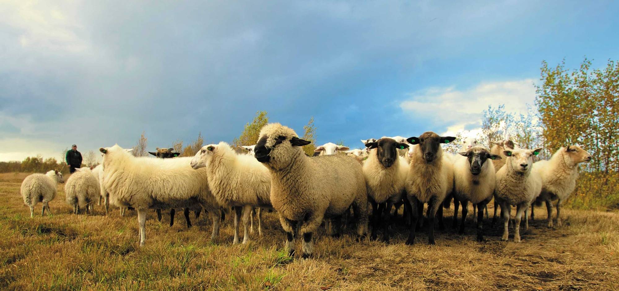 Flock of Sheep on Grass