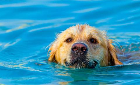 Summer Heat Awareness