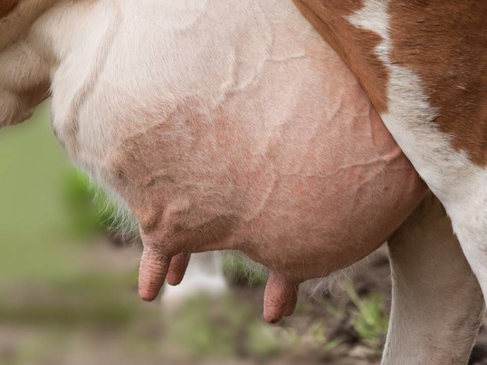 Mastitis Management