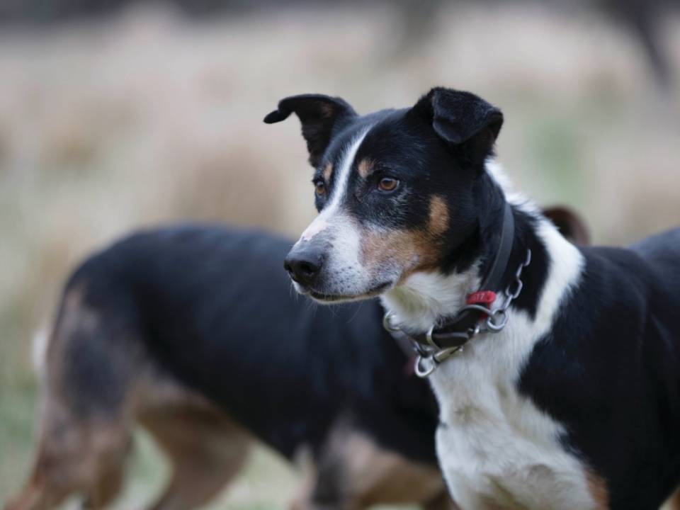 Working Dog Winter Care